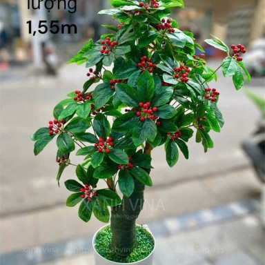 Cây kim ngân lương giả  trang trí 